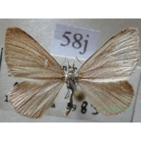Minoa murinata (Scopoli, 1763) Niekrasek myszatek Czech58j